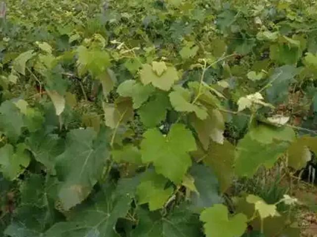 Sítio e chácara venda em Centro, Cesario Lange