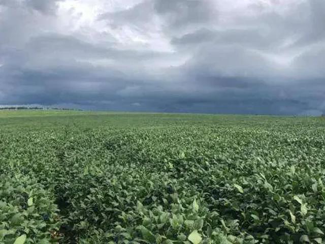 Sítio e chácara venda em Região Geográfica Imediata de Paranaíba - Chapadão do Sul - Cassilândia, Chapadão do Sul