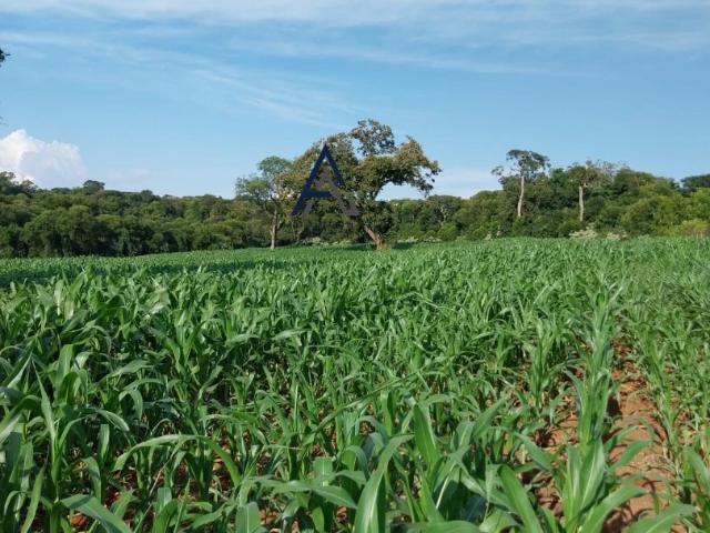 Sítio e chácara venda em Região Geográfica Imediata de Chapecó, Chapecó
