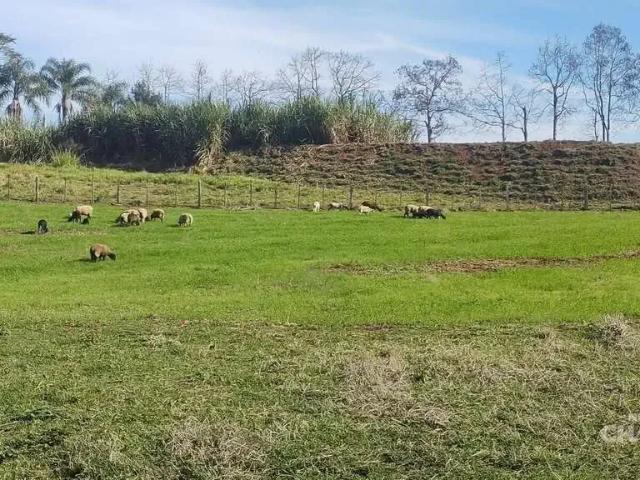 Sítio e chácara venda em Região Geográfica Imediata de Chapecó, Chapecó