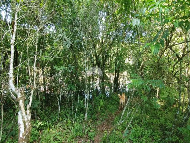 Sítio e chácara venda em Região Geográfica Imediata de Pato Branco, Clevelândia