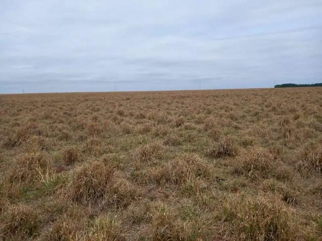 Sítio e chácara venda em Região Geográfica Imediata de Água Boa, Cocalinho