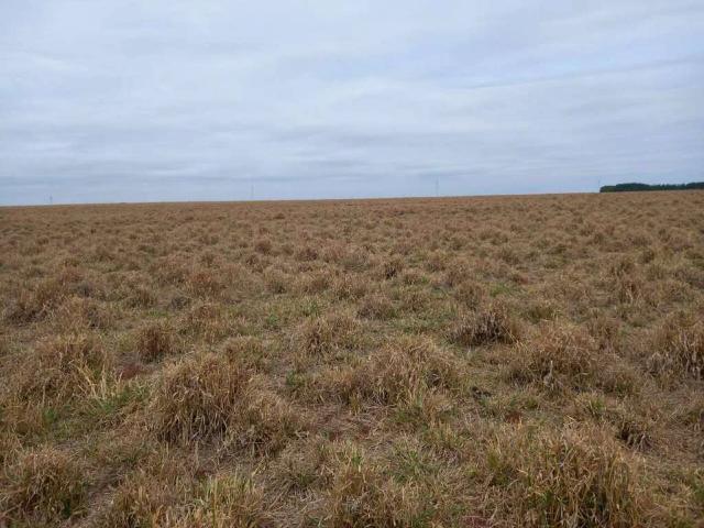 Sítio e chácara venda em Cocalinho, Região Geográfica Intermediária de Barra do Garças