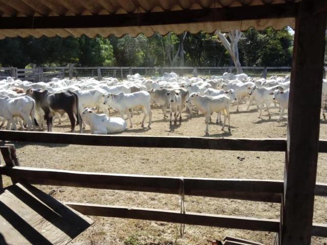 Sítio e chácara venda em Cocalinho, Região Geográfica Intermediária de Barra do Garças