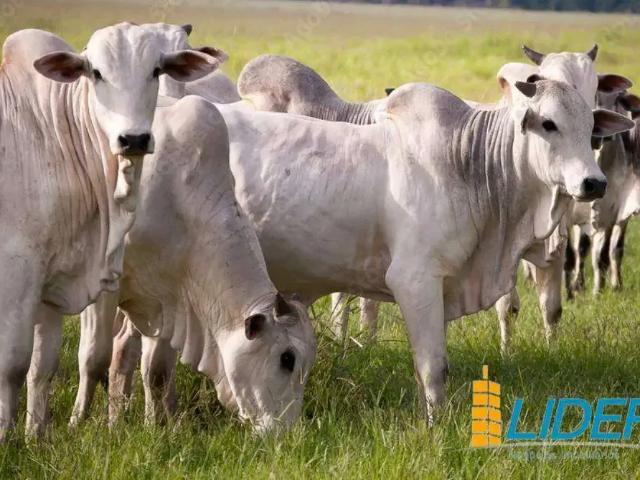 Sítio e chácara venda em Região Geográfica Imediata de Goiás - Itapuranga, Aruanã