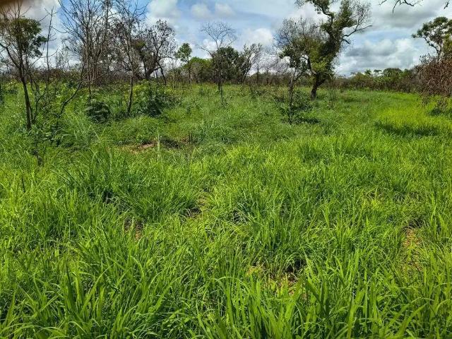 Sítio e chácara venda em Região Geográfica Imediata de Uruaçu - Niquelândia, Colinas do Sul
