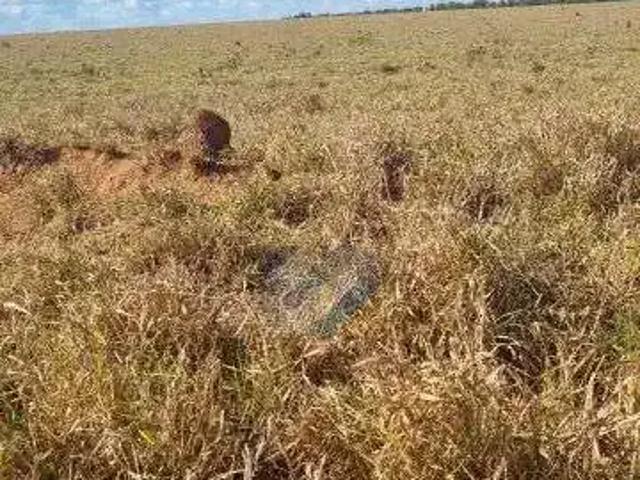 Sítio e chácara venda em Colinas do Tocantins, Região Norte