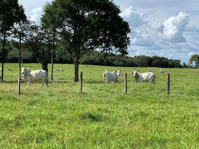Sítio e chácara venda em Colinas do Tocantins, Região Norte
