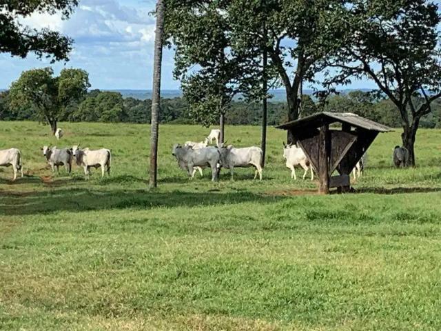 Sítio e chácara venda em Colinas do Tocantins, Região Norte