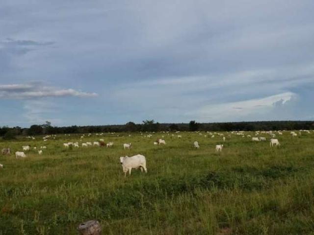 Sítio e chácara venda em Colinas do Tocantins, Região Norte