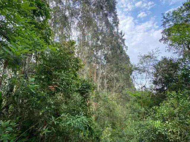 Sítio e chácara venda em Região Geográfica Imediata de Curitiba, Região Metropolitana de Curitiba