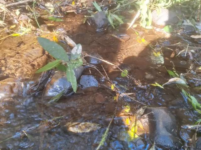 Sítio e chácara venda em Região Geográfica Imediata de Curitiba, Região Metropolitana de Curitiba