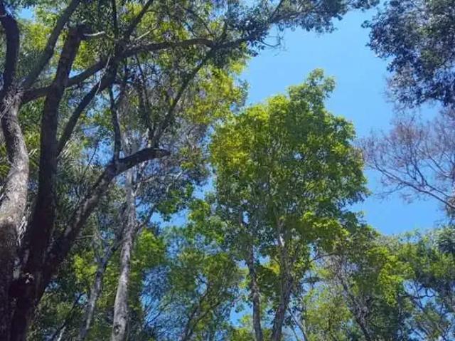 Sítio e chácara venda em Região Geográfica Imediata de São Lourenço, Conceição do Rio Verde