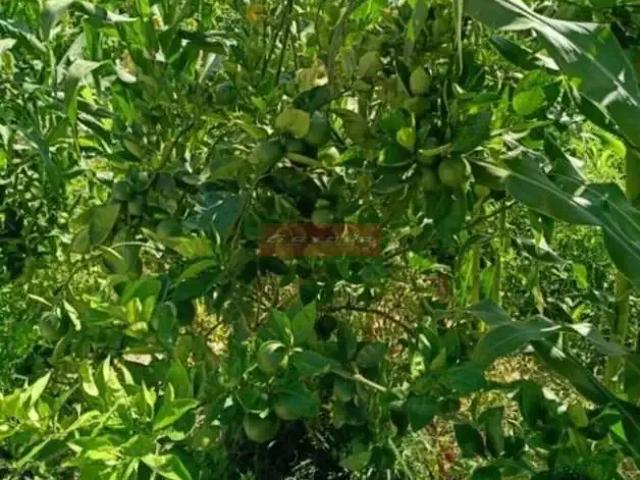 Sítio e chácara venda em Região Imediata de Botucatu, Conchas