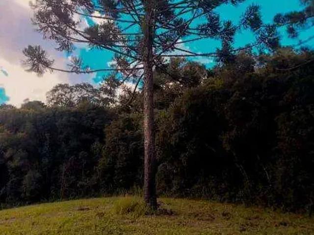 Sítio e chácara venda em Contenda, Região Geográfica Intermediária de Curitiba