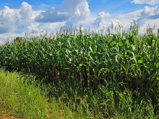 Sítio e chácara venda em Contenda, Região Geográfica Intermediária de Curitiba