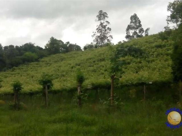 Sítio e chácara venda em Região Geográfica Imediata de Bento Gonçalves, Cotiporã