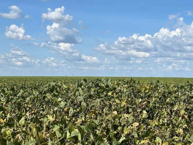 Sítio e chácara venda em Região Geográfica Imediata de Luziânia, Região Integrada de Desenvolvimento do Distrito Federal e Entorno