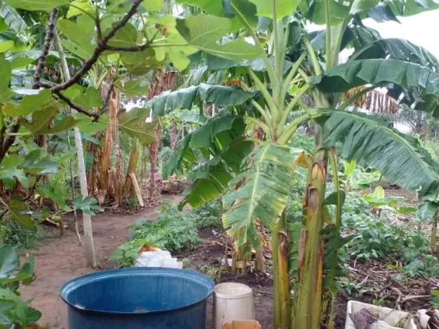 Sítio e chácara venda em Região Geográfica Imediata de Cuiabá, Região Metropolitana do Vale do Rio Cuiabá