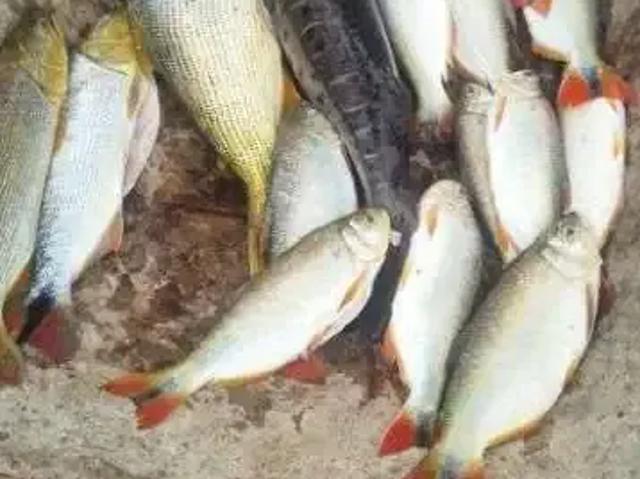 Sítio e chácara venda em Região Geográfica Imediata de Cuiabá, Região Metropolitana do Vale do Rio Cuiabá