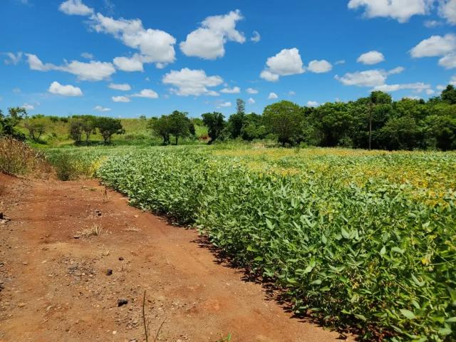 Sítio e chácara venda em Região Geográfica Imediata de Maringá, Doutor Camargo