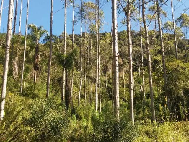 Sítio e chácara venda em Região Geográfica Imediata de Blumenau, Doutor Pedrinho