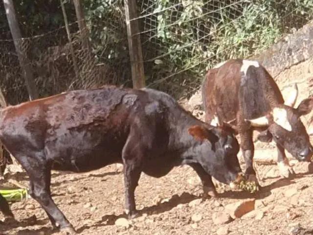 Sítio e chácara venda em Esmeraldas, Região Geográfica Intermediária de Belo Horizonte