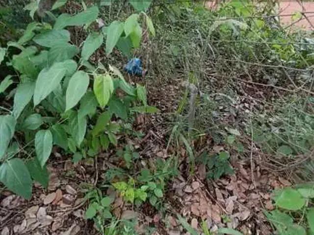 Sítio e chácara venda em Esmeraldas, Região Geográfica Intermediária de Belo Horizonte