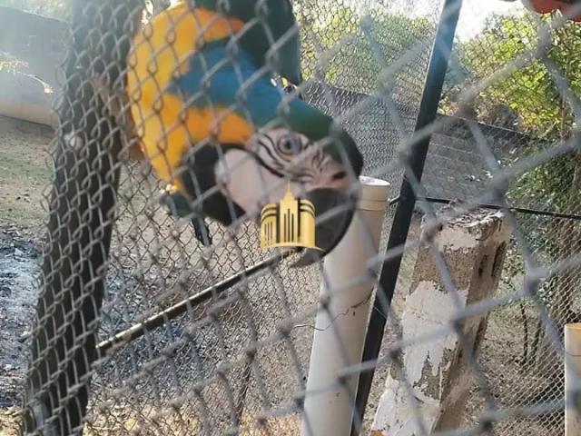 Sítio e chácara venda em Centro, Esmeraldas