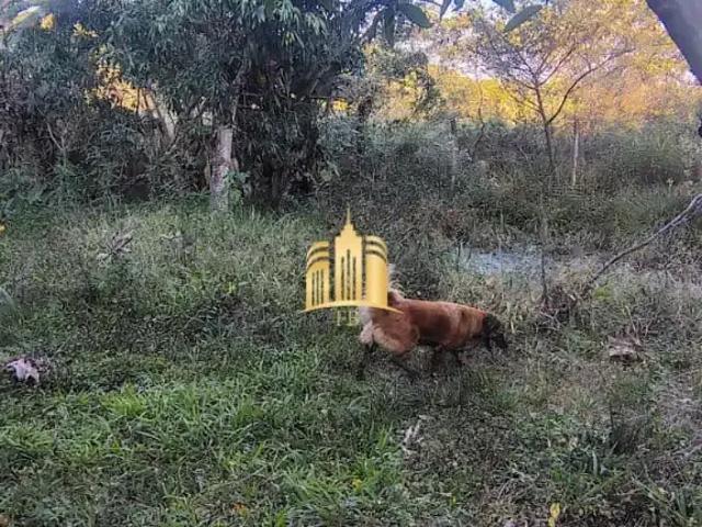 Sítio e chácara venda em Centro, Esmeraldas