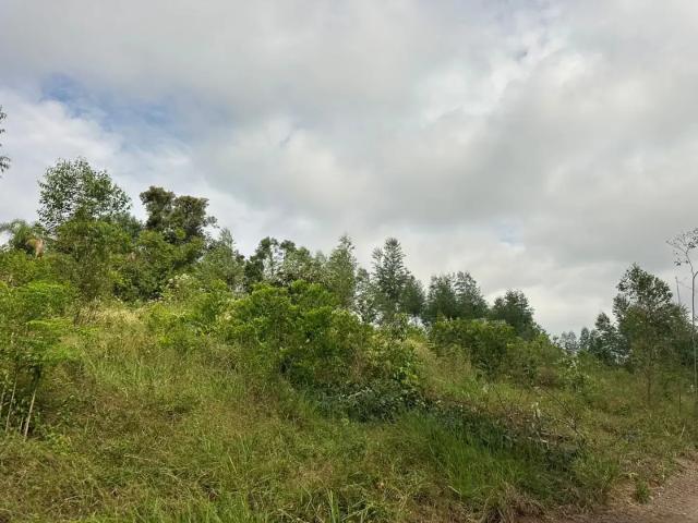 Sítio e chácara venda em Região Geográfica Imediata de Novo Hamburgo - São Leopoldo, Região Metropolitana de Porto Alegre