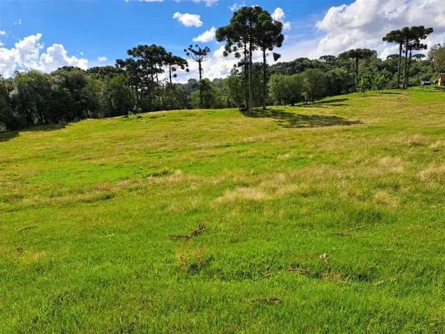 Sítio e chácara venda em Região Geográfica Imediata de Caxias do Sul, Farroupilha