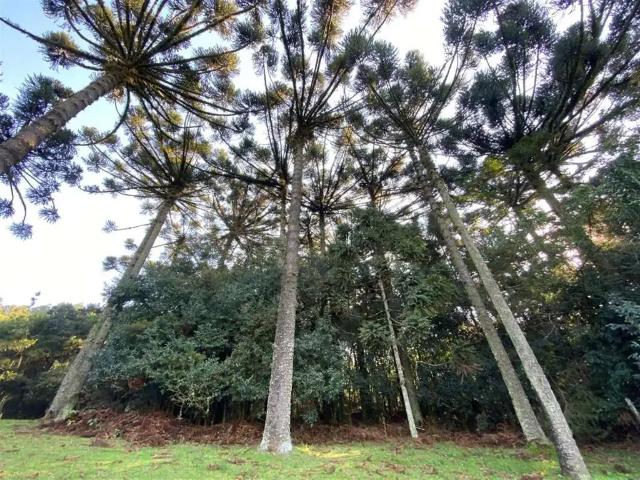 Sítio e chácara venda em Região Geográfica Imediata de Porto Alegre, Região Metropolitana de Porto Alegre