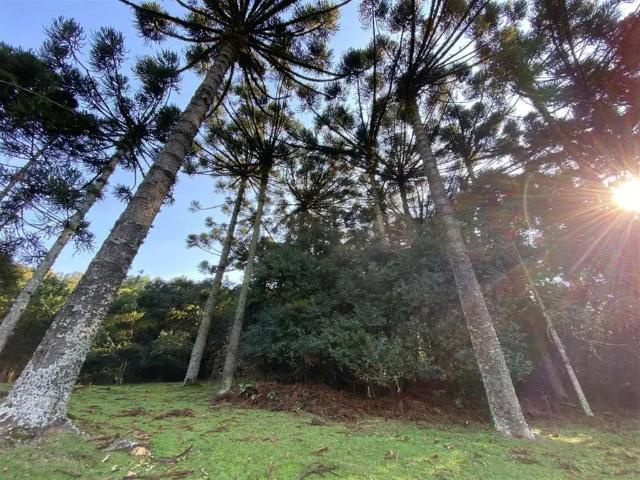 Sítio e chácara venda em Região Geográfica Imediata de Caxias do Sul, Farroupilha