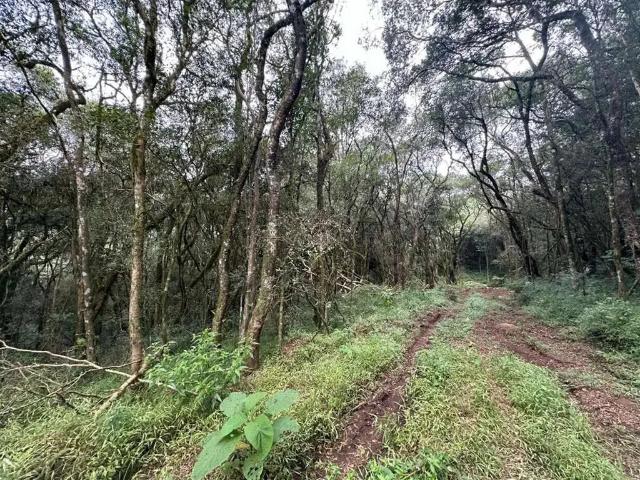 Sítio e chácara venda em Região Geográfica Imediata de Caxias do Sul, Farroupilha