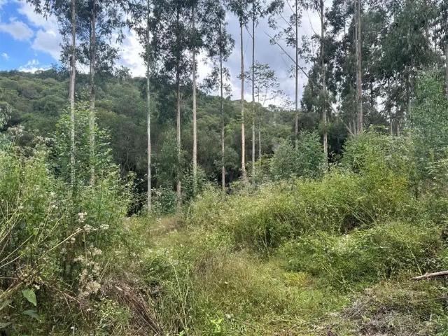 Sítio e chácara venda em Região Geográfica Imediata de Caxias do Sul, Farroupilha