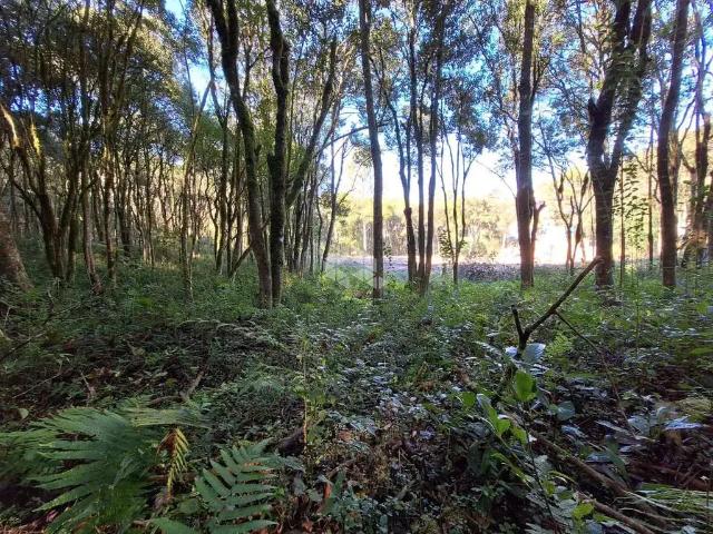 Sítio e chácara venda em Região Geográfica Imediata de Caxias do Sul, Farroupilha