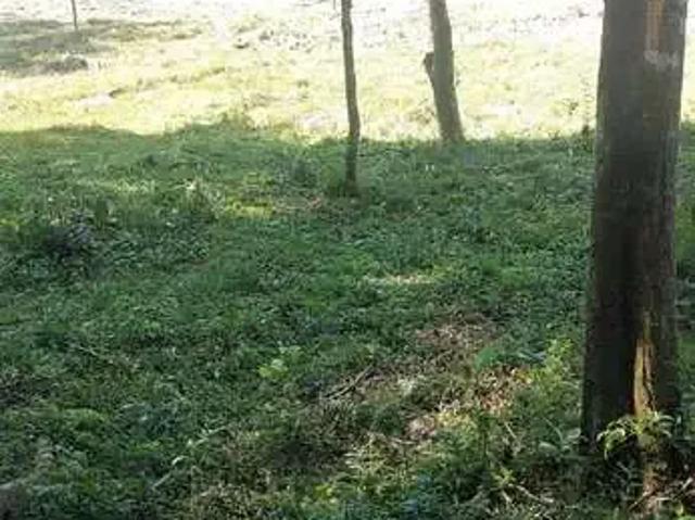 Sítio e chácara venda em Região Geográfica Imediata de Caxias do Sul, Farroupilha