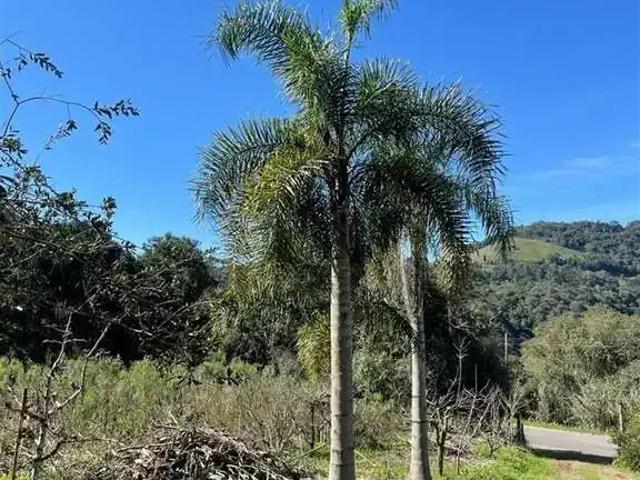 Sítio e chácara venda em Região Geográfica Imediata de Caxias do Sul, Farroupilha