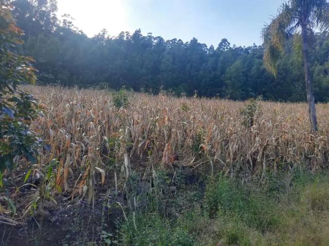 Sítio e chácara venda em Região Geográfica Imediata de Caxias do Sul, Farroupilha