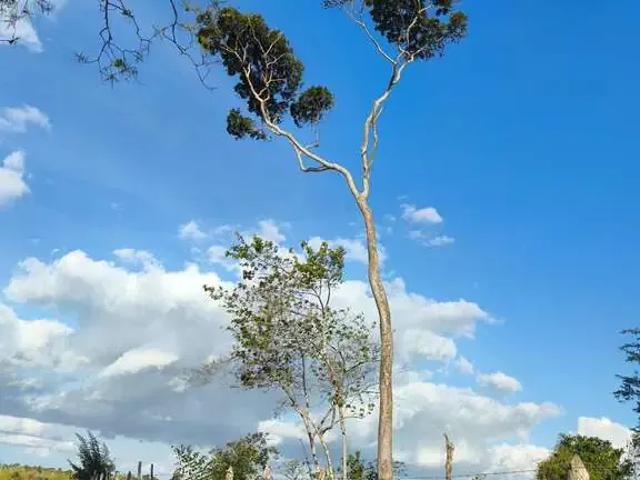 Sítio e chácara venda em Região Geográfica Imediata de Feira de Santana, Região Metropolitana de Feira de Santana