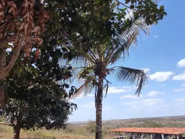 Sítio e chácara venda em Região Geográfica Imediata de Feira de Santana, Região Metropolitana de Feira de Santana