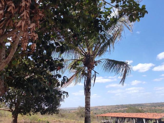 Sítio e chácara venda em Feira de Santana, Região Geográfica Intermediária de Feira de Santana