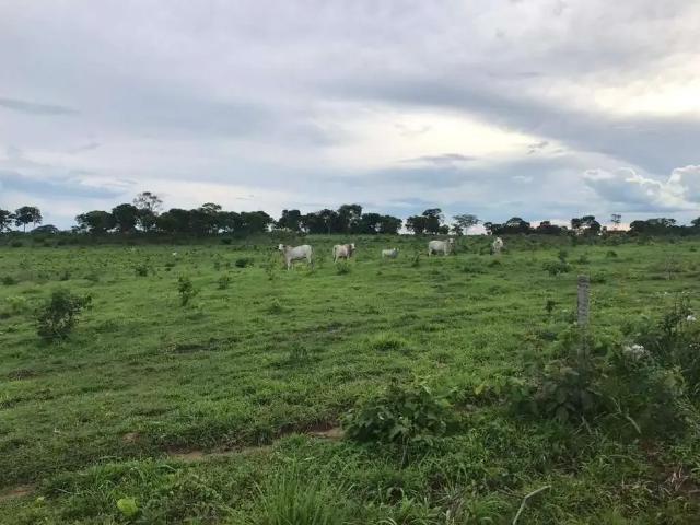 Sítio e chácara venda em Região Geográfica Imediata de Flores de Goiás, Flores de Goiás