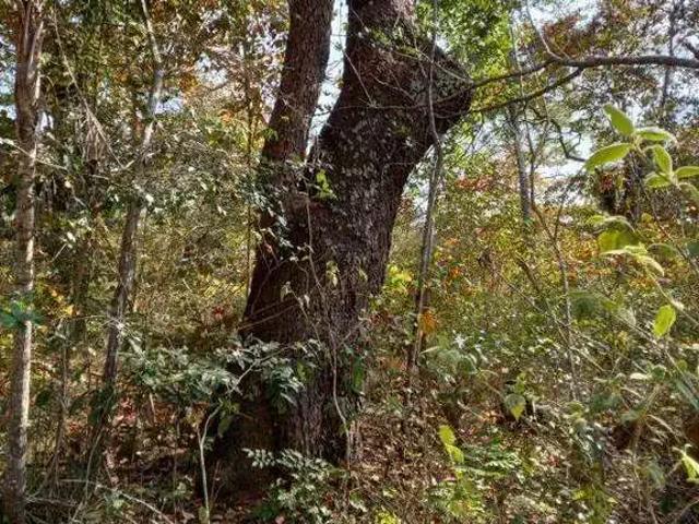 Sítio e chácara venda em Região Geográfica Imediata de Barreiras, Formosa do Rio Preto