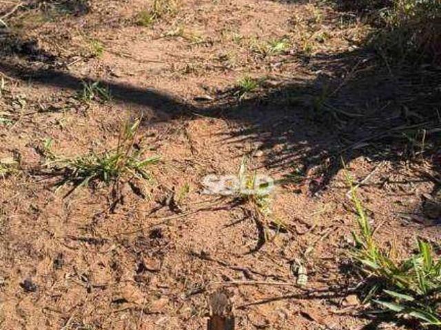 Sítio e chácara venda em Cidade Nova, Franca