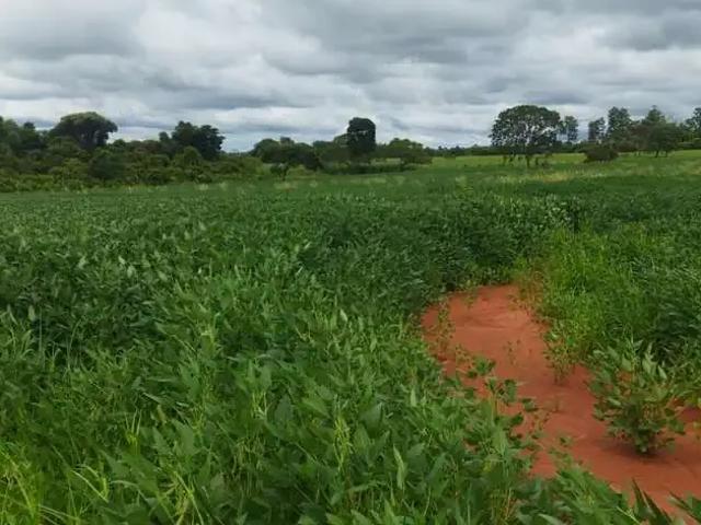 Sítio e chácara venda em Região Geográfica Imediata de Frutal, Frutal