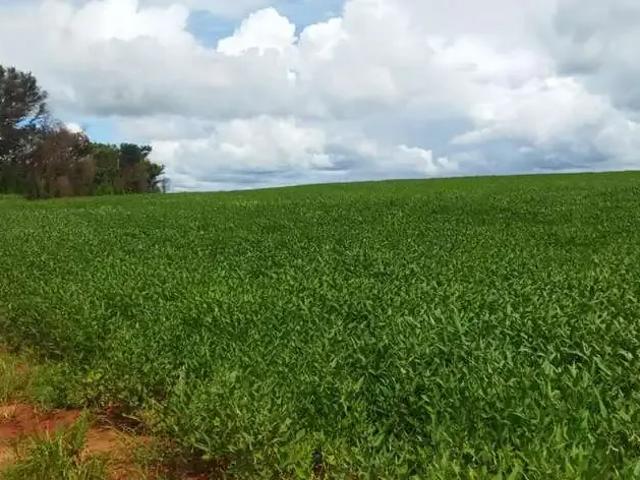 Sítio e chácara venda em Região Geográfica Imediata de Frutal, Frutal