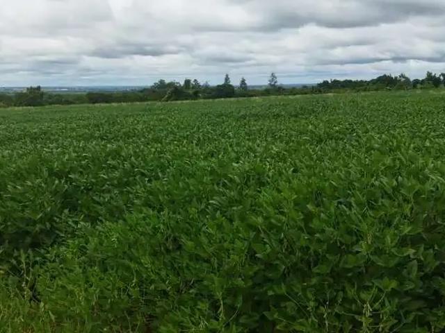 Sítio e chácara venda em Região Geográfica Imediata de Frutal, Frutal