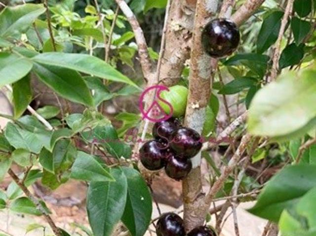 Sítio e chácara venda em Campestre I, Fundão
